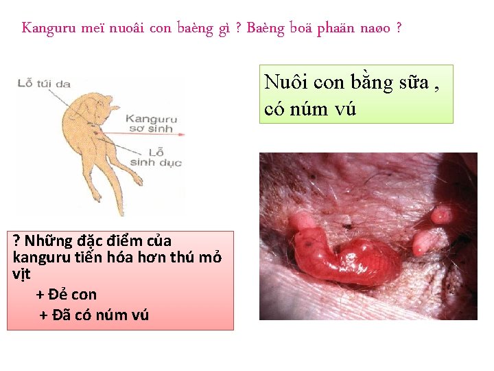 Kanguru meï nuoâi con baèng gì ? Baèng boä phaän naøo ? Nuôi con