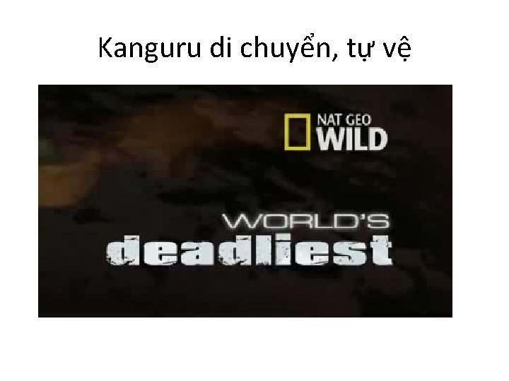 Kanguru di chuyển, tự vệ 