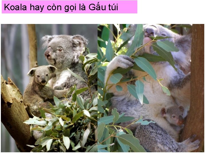 Koala hay còn gọi là Gấu túi 