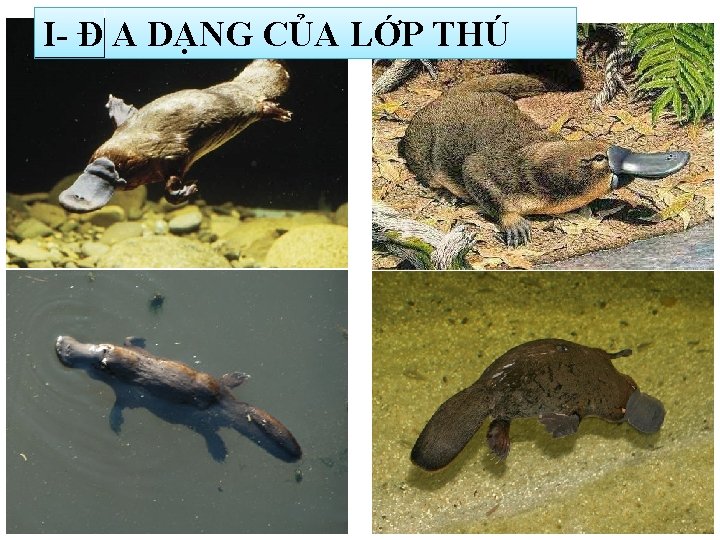 I- Đ A DẠNG CỦA LỚP THÚ 