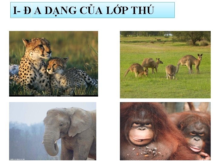 I- Đ A DẠNG CỦA LỚP THÚ 