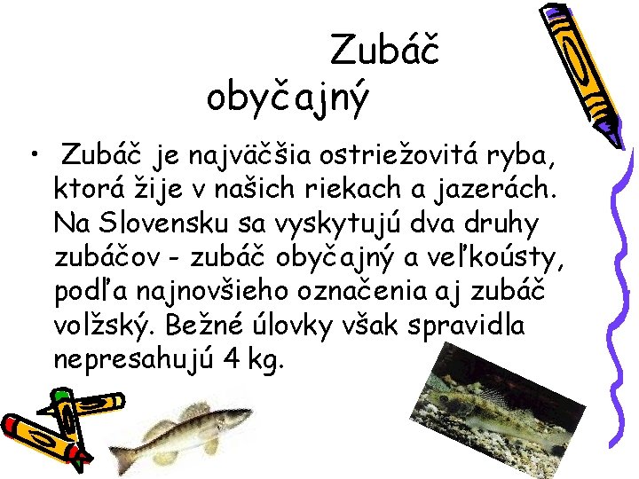 Zubáč obyčajný • Zubáč je najväčšia ostriežovitá ryba, ktorá žije v našich riekach a