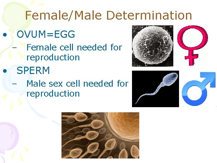 Female/Male Determination • OVUM=EGG – Female cell needed for reproduction • SPERM – Male