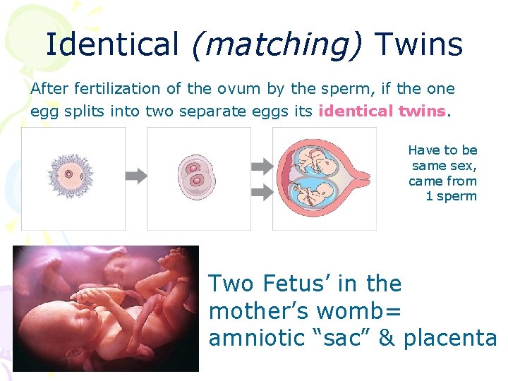 Identical (matching) Twins After fertilization of the ovum by the sperm, if the one
