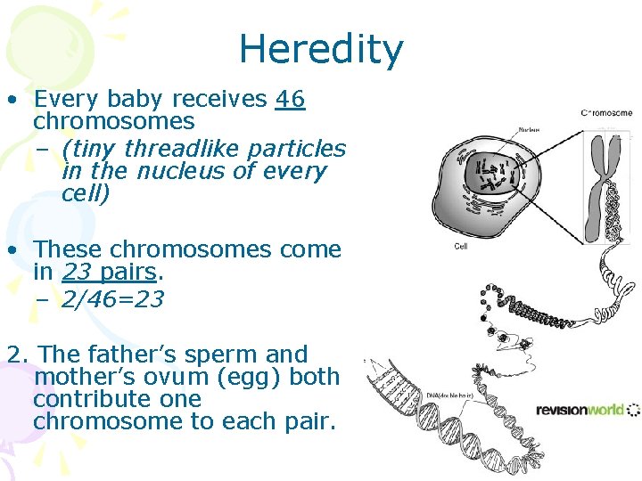 Heredity • Every baby receives 46 chromosomes – (tiny threadlike particles in the nucleus