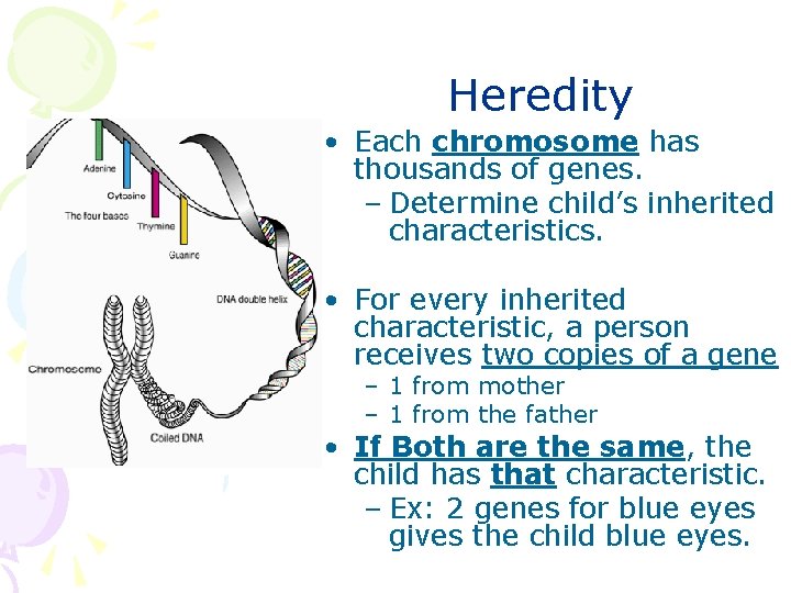Heredity • Each chromosome has thousands of genes. – Determine child’s inherited characteristics. •