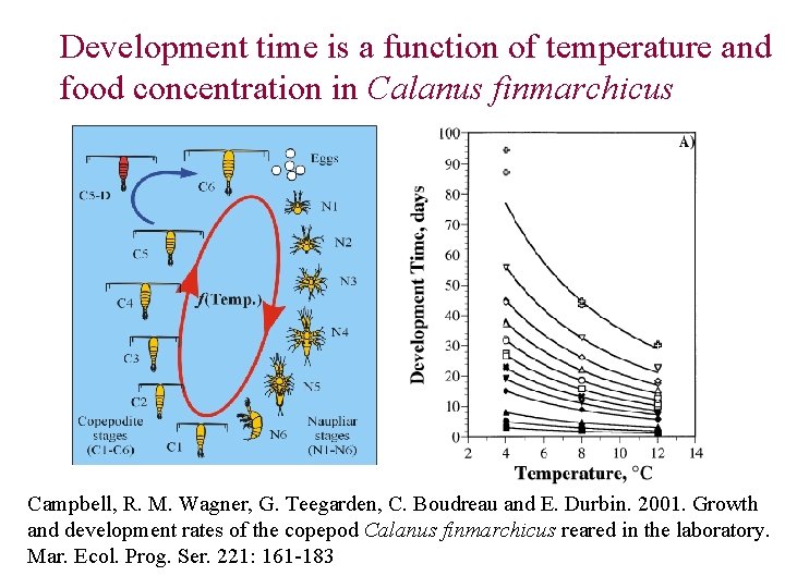 Development time is a function of temperature and food concentration in Calanus finmarchicus Campbell,