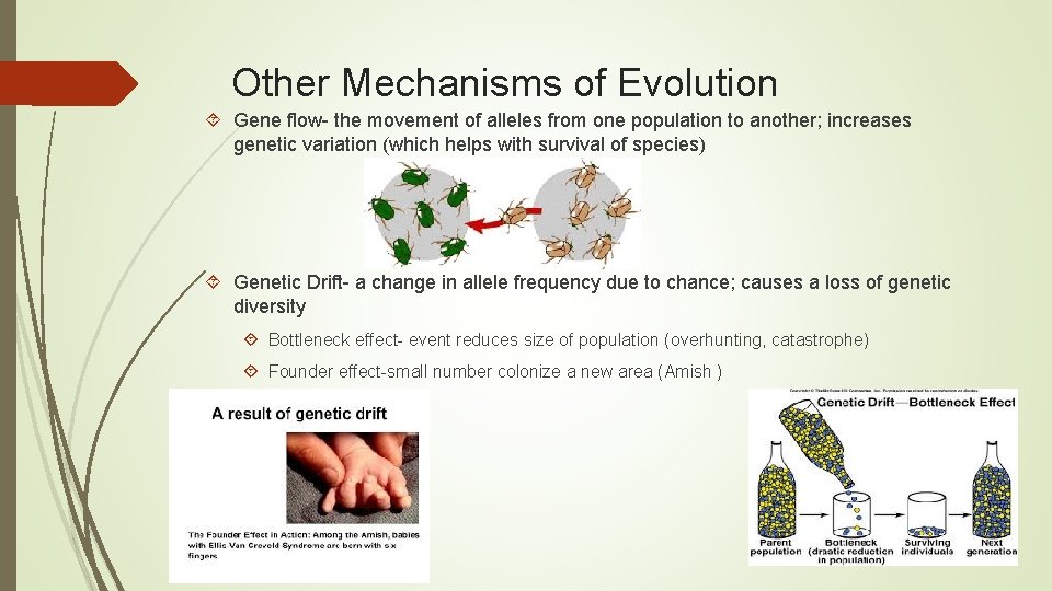 Other Mechanisms of Evolution Gene flow- the movement of alleles from one population to