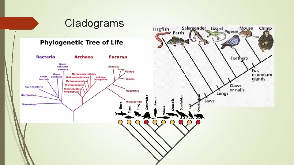 Cladograms 