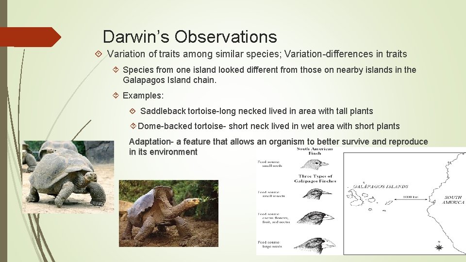 Darwin’s Observations Variation of traits among similar species; Variation-differences in traits Species from one