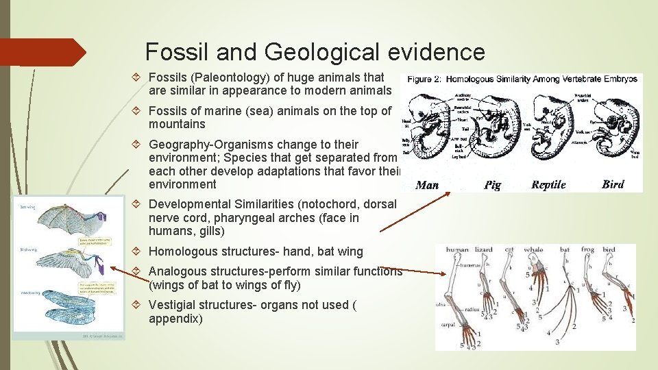 Fossil and Geological evidence Fossils (Paleontology) of huge animals that are similar in appearance
