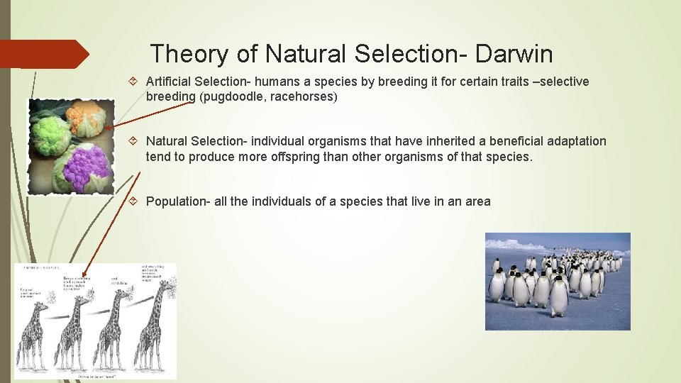Theory of Natural Selection- Darwin Artificial Selection- humans a species by breeding it for