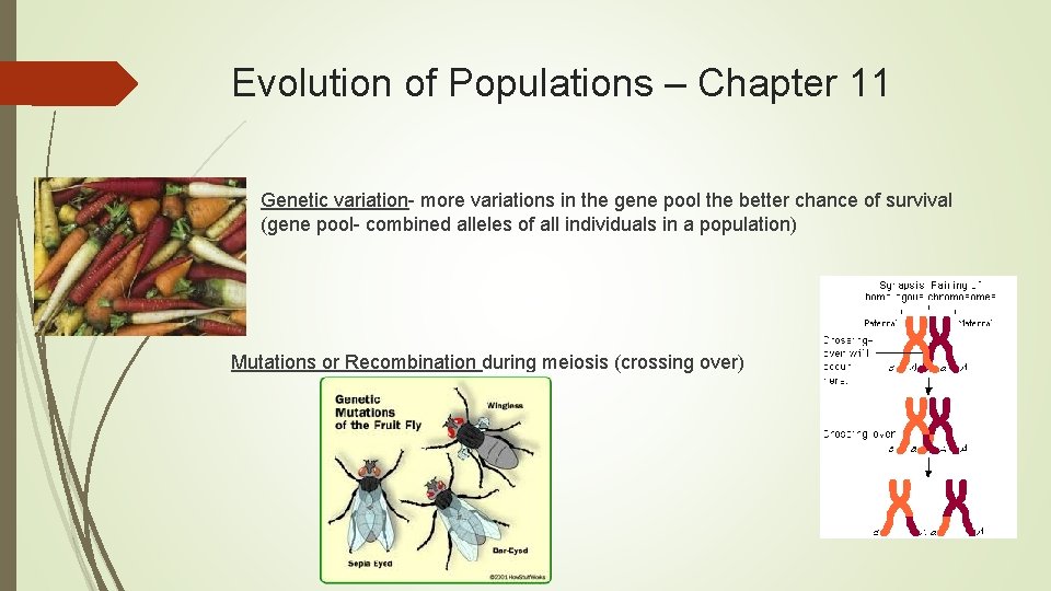 Evolution of Populations – Chapter 11 Genetic variation- more variations in the gene pool