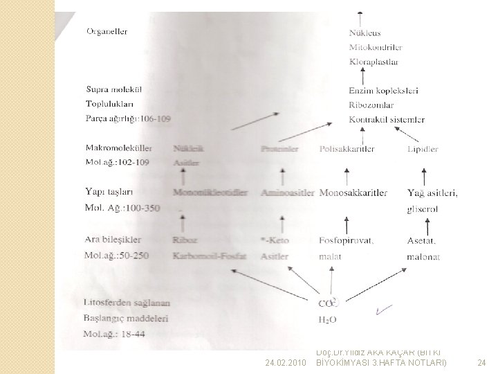 24. 02. 2010 Doç. Dr. Yıldız AKA KAÇAR (BİTKİ BİYOKİMYASI 3. HAFTA NOTLARI) 24