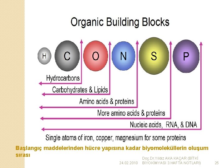 Başlangıç maddelerinden hücre yapısına kadar biyomoleküllerin oluşum sırası 24. 02. 2010 Doç. Dr. Yıldız