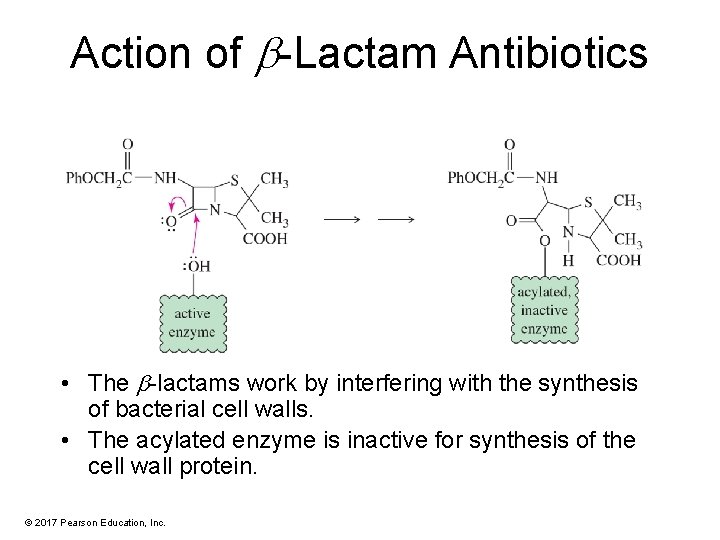 Action of -Lactam Antibiotics • The -lactams work by interfering with the synthesis of