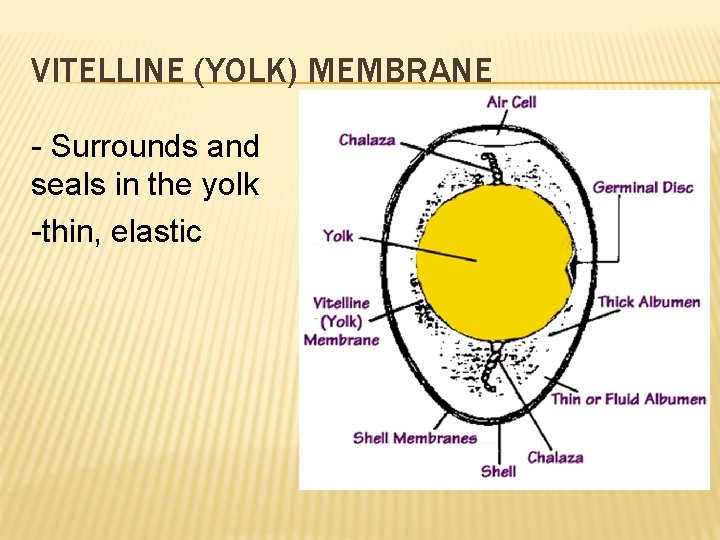VITELLINE (YOLK) MEMBRANE - Surrounds and seals in the yolk -thin, elastic 