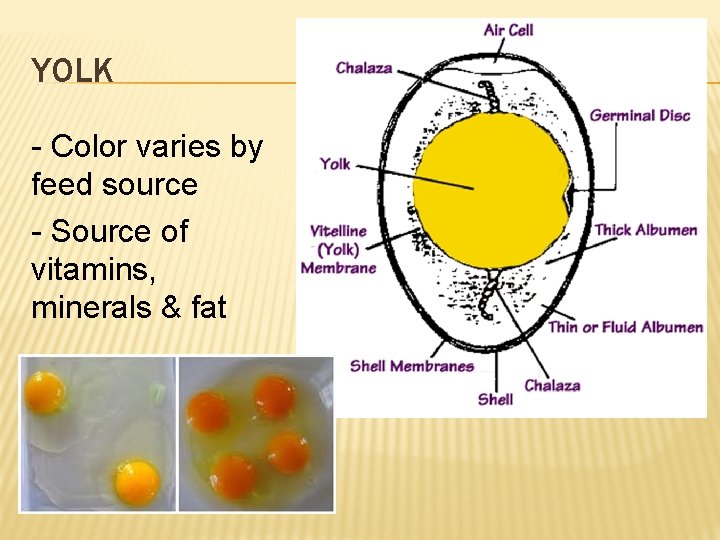 YOLK - Color varies by feed source - Source of vitamins, minerals & fat