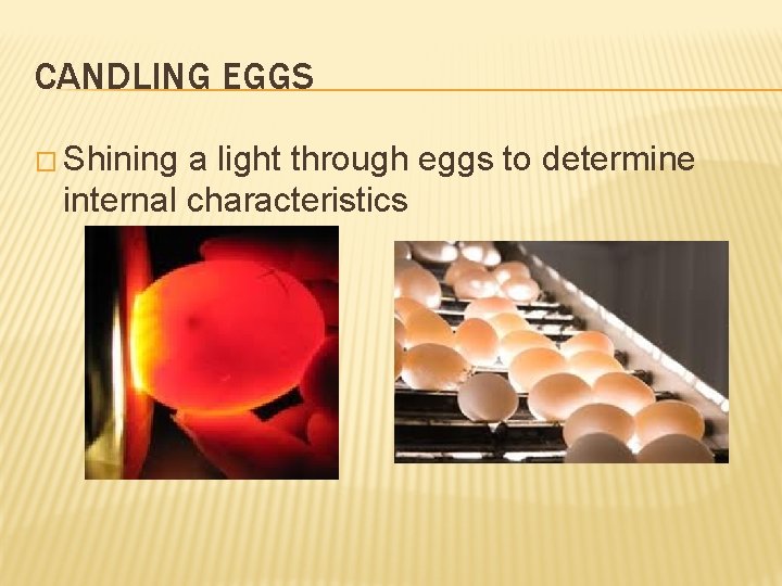 CANDLING EGGS � Shining a light through eggs to determine internal characteristics 
