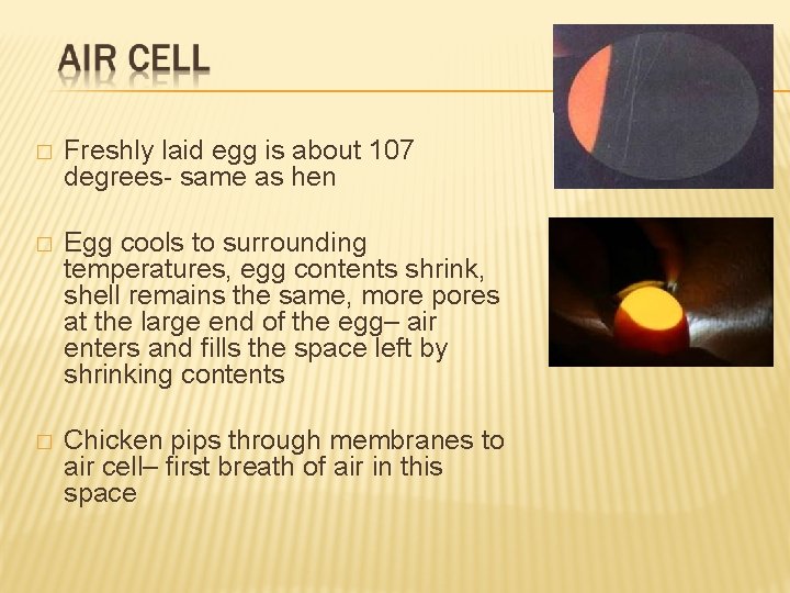 � Freshly laid egg is about 107 degrees- same as hen � Egg cools