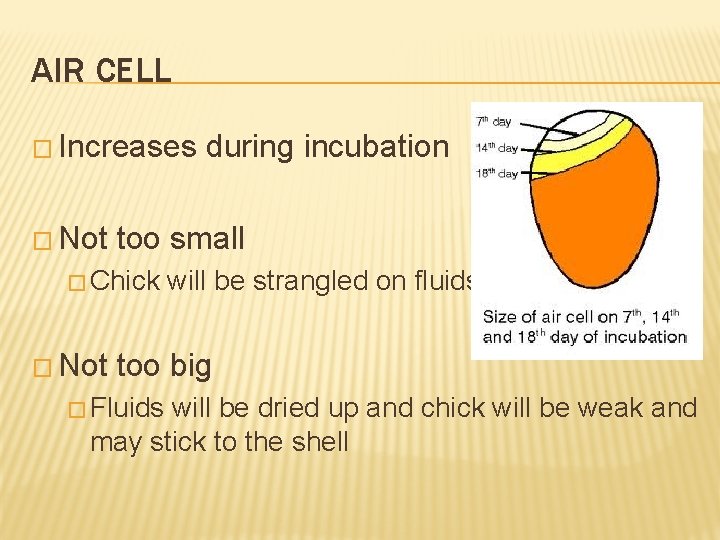 AIR CELL � Increases � Not too small � Chick � Not during incubation