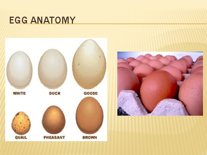 EGG ANATOMY 