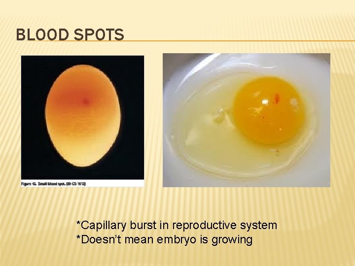 BLOOD SPOTS *Capillary burst in reproductive system *Doesn’t mean embryo is growing 