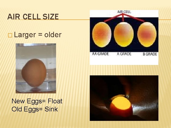 AIR CELL SIZE � Larger = older New Eggs= Float Old Eggs= Sink 
