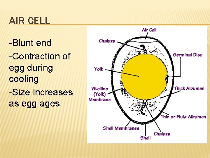 AIR CELL -Blunt end -Contraction of egg during cooling -Size increases as egg ages