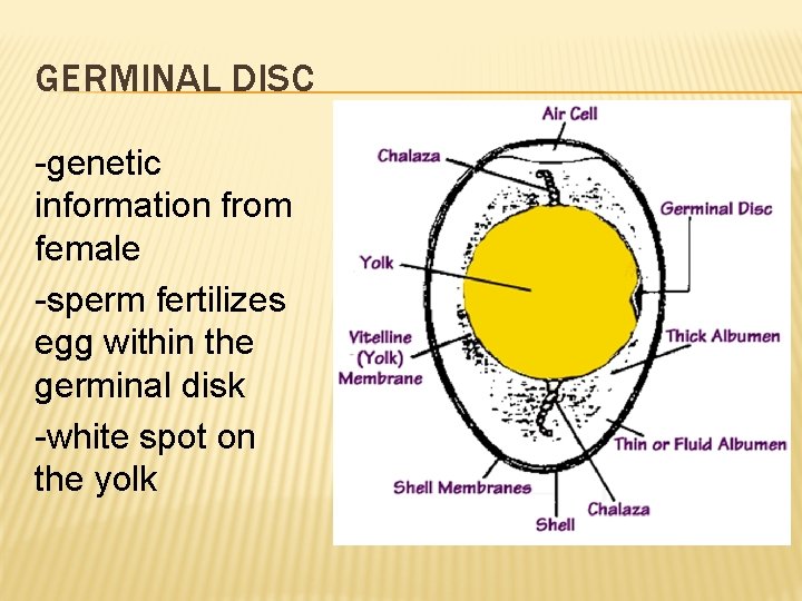 GERMINAL DISC -genetic information from female -sperm fertilizes egg within the germinal disk -white