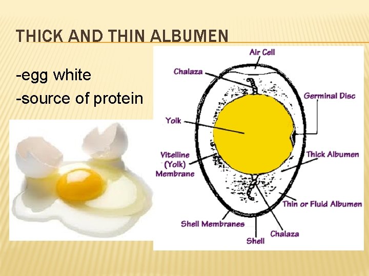 THICK AND THIN ALBUMEN -egg white -source of protein 