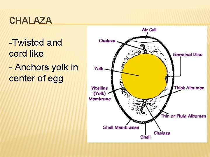 CHALAZA -Twisted and cord like - Anchors yolk in center of egg 