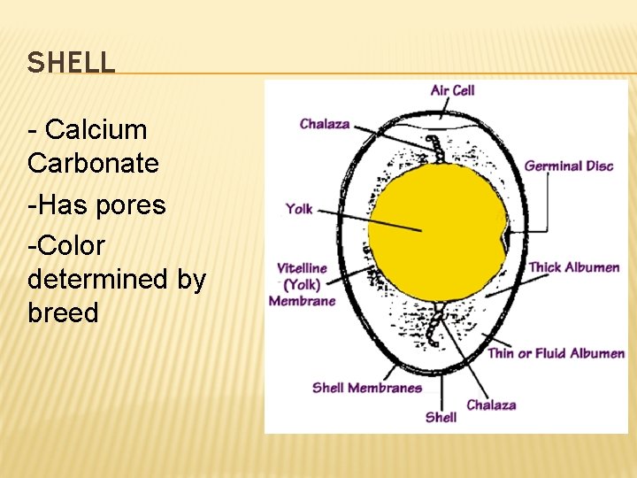 SHELL - Calcium Carbonate -Has pores -Color determined by breed 