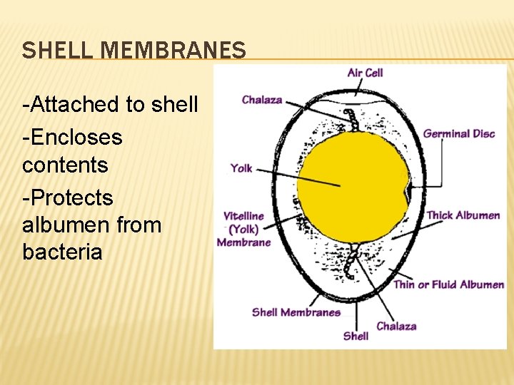 SHELL MEMBRANES -Attached to shell -Encloses contents -Protects albumen from bacteria 