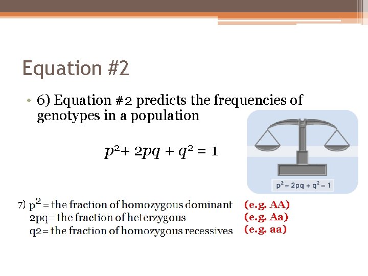Equation #2 • 6) Equation #2 predicts the frequencies of genotypes in a population
