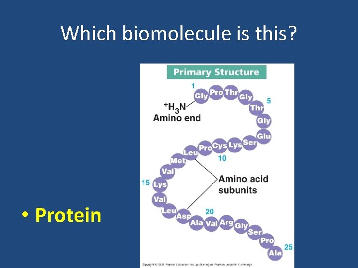 Which biomolecule is this? • Protein 