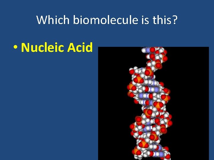 Which biomolecule is this? • Nucleic Acid 