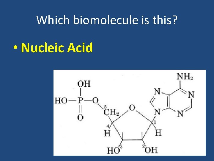 Which biomolecule is this? • Nucleic Acid 