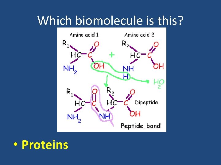 Which biomolecule is this? • Proteins 
