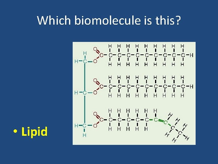 Which biomolecule is this? • Lipid 