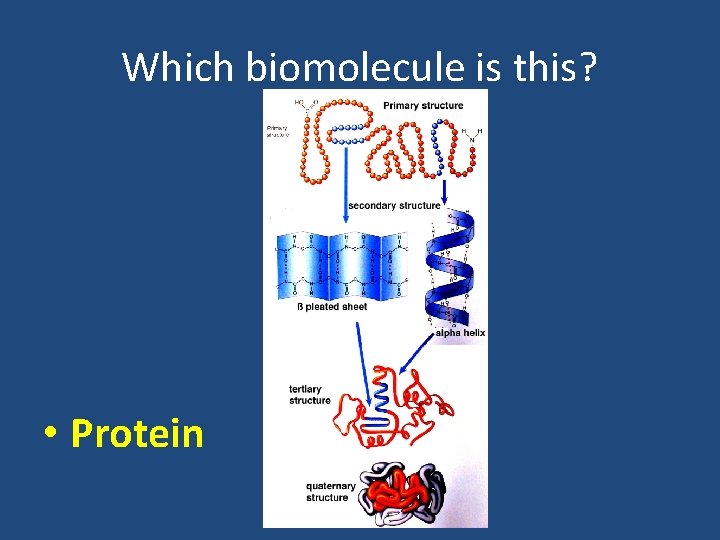 Which biomolecule is this? • Protein 