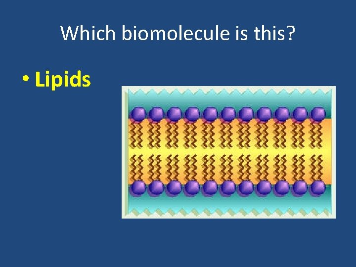 Which biomolecule is this? • Lipids 