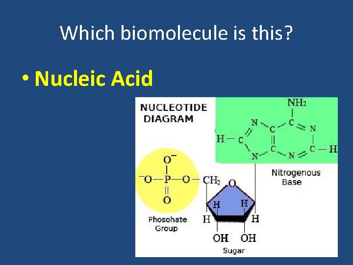 Which biomolecule is this? • Nucleic Acid 