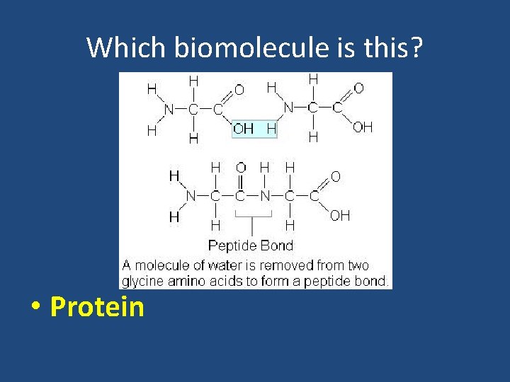Which biomolecule is this? • Protein 