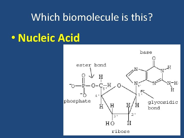 Which biomolecule is this? • Nucleic Acid 