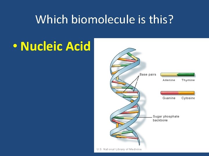 Which biomolecule is this? • Nucleic Acid 