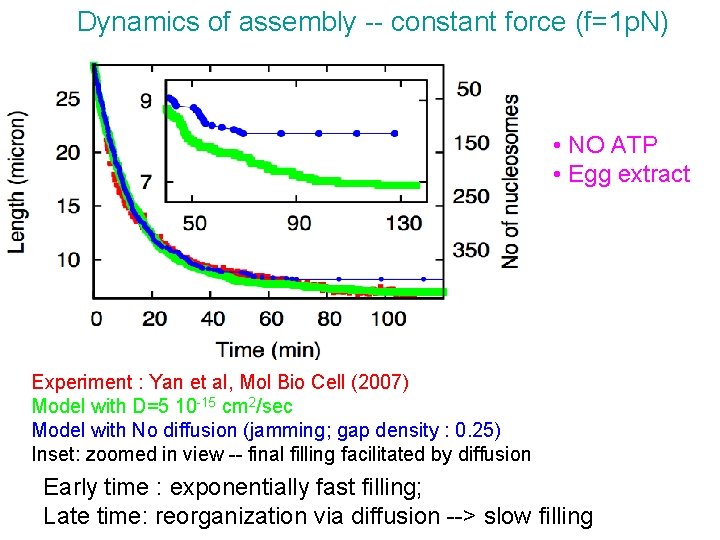 Dynamics of assembly -- constant force (f=1 p. N) • NO ATP • Egg