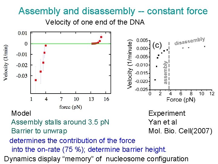 Assembly and disassembly -- constant force Velocity of one end of the DNA Model