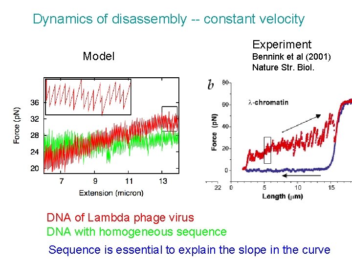 Dynamics of disassembly -- constant velocity Model Experiment Bennink et al (2001) Nature Str. Dynamics of disassembly -- constant velocity Model Experiment Bennink et al (2001) Nature Str.