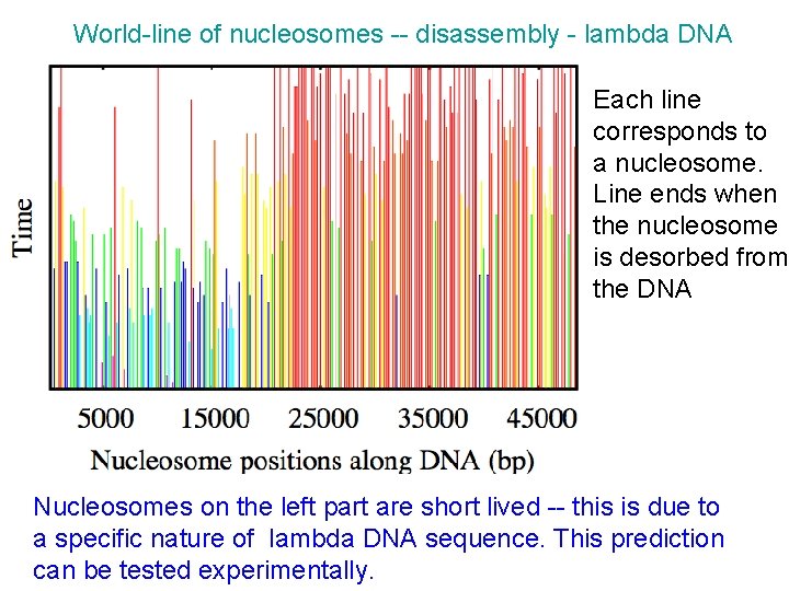 World-line of nucleosomes -- disassembly - lambda DNA Each line corresponds to a nucleosome. World-line of nucleosomes -- disassembly - lambda DNA Each line corresponds to a nucleosome.